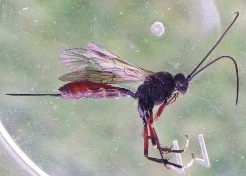 Réf. 253 634 : Alloplasta piceator